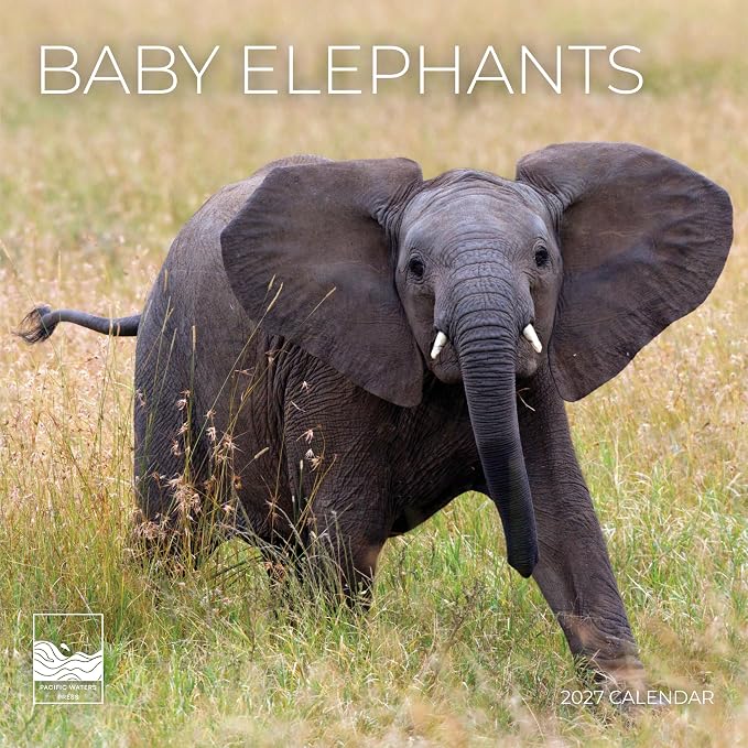 Baby Elephants 2027 Wall Calendar, 12 x 24 Hanging Pacific Waters Press