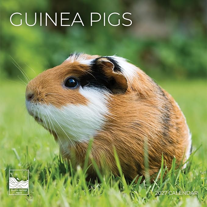 Guinea Pigs 2027 Wall Calendar, 12 x 24 Hanging Pacific Waters Press